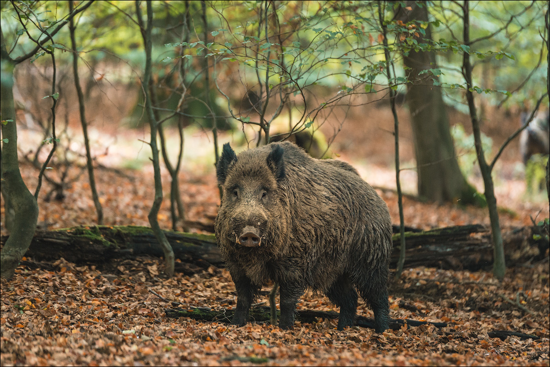 Wildwald Vosswinkel