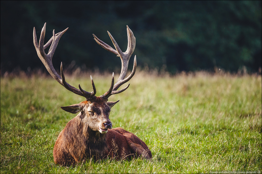 Wildwald Vosswinkel